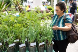 10ª Feira de Mudas – Hortaliças e ervas medicinais serão vendidas a valores simbólicos na Santa Casa de Santos